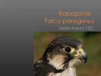 Rabapistrik