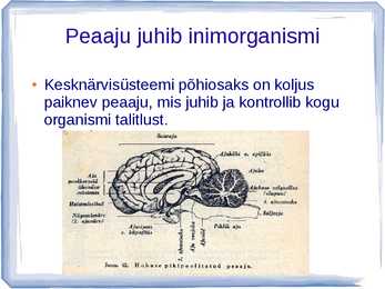 Närvisüsteemi ehitus ja talitlus #4