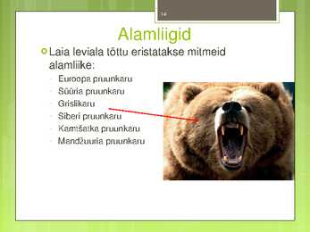 Pruunkaru #14
