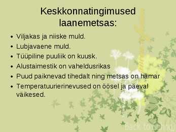 Laanemetsad #2