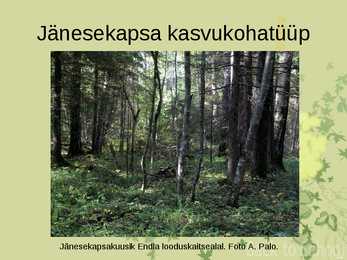 Laanemetsad #11