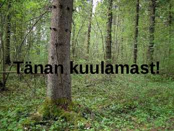 Laanemetsad #16