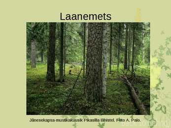 Laanemetsad #3