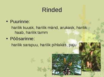 Laanemetsad #4