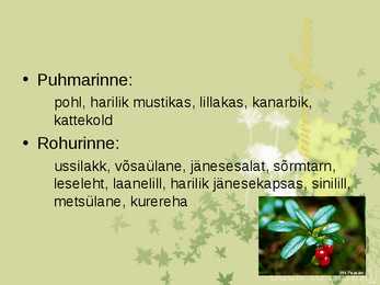 Laanemetsad #5