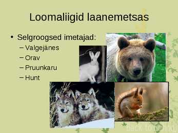 Laanemetsad #6