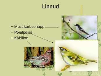Laanemetsad #7