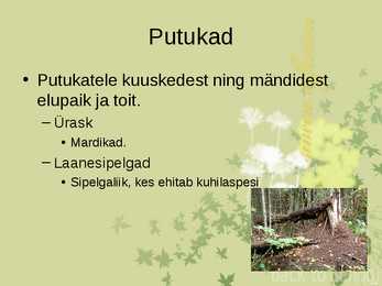 Laanemetsad #8