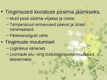 Laanemetsad #9
