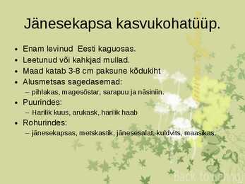 Laanemetsad #10