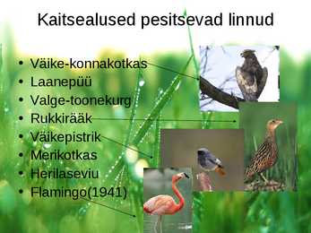 Matsalu rahvuspark #6