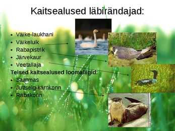 Matsalu rahvuspark #7