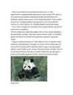 Pandad #4