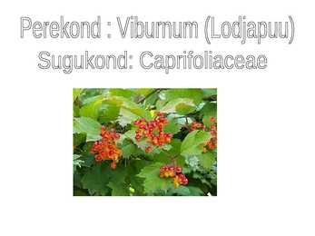 Lodjapuu