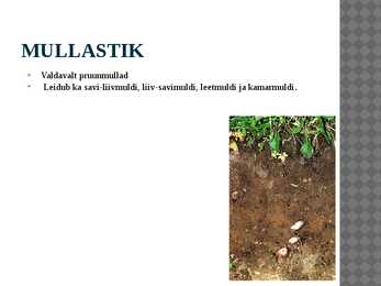 Segametsad #4