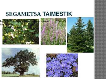 Segametsad #7