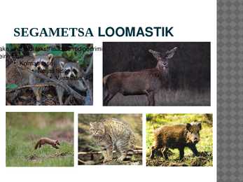 Segametsad #10