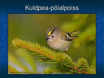 Eesti linnud #14