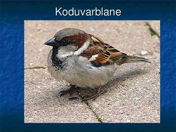Eesti linnud #19