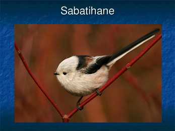 Eesti linnud #24