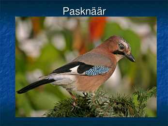 Eesti linnud #26