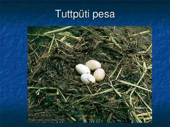 Eesti linnud #30
