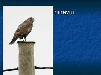 Eesti linnud #39