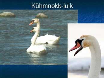 Eesti linnud #46