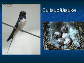Eesti linnud #6