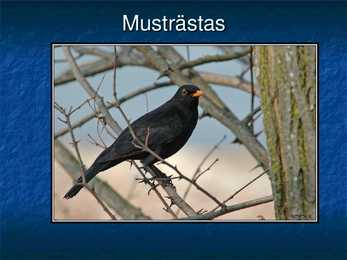 Eesti linnud #8