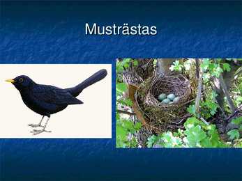 Eesti linnud #9