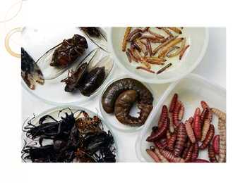 Eating bugs #4