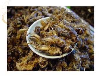 Eating bugs #5