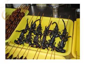Eating bugs #6