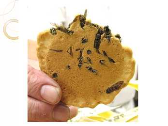 Eating bugs #10