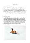 Contribution-the red fox