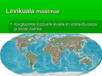 Korgitamm #3