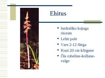 Kõdu-koralljuur #4