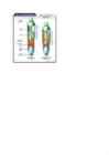 Juhtimisseadmed ja veermik #11