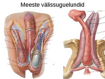 Sinu seksuaalsus #12