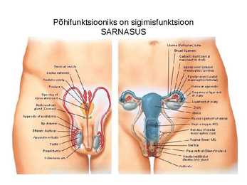 Sinu seksuaalsus #4