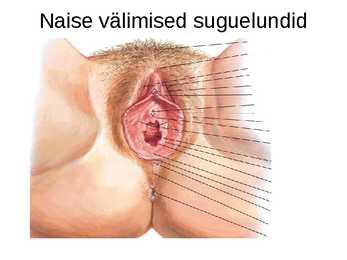 Sinu seksuaalsus #8