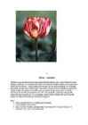 Referaat Tulp #6