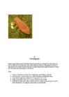 Referaat Tulp #7