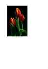 Referaat Tulp #8