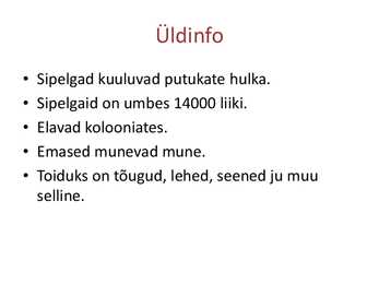 Sipelgad #2