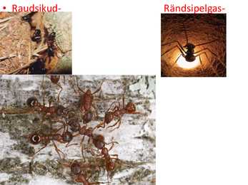 Sipelgad #8