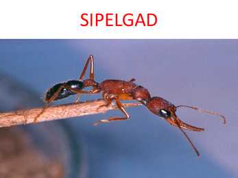 Sipelgad