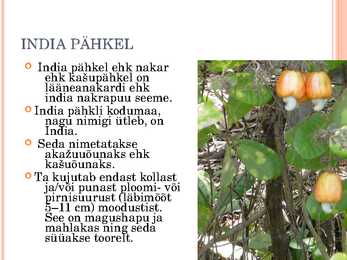 Pähklid #12