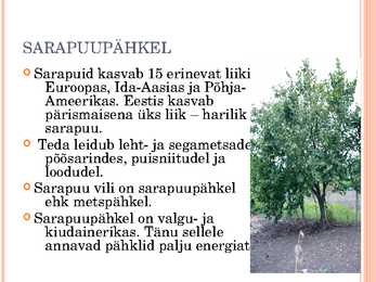 Pähklid #17